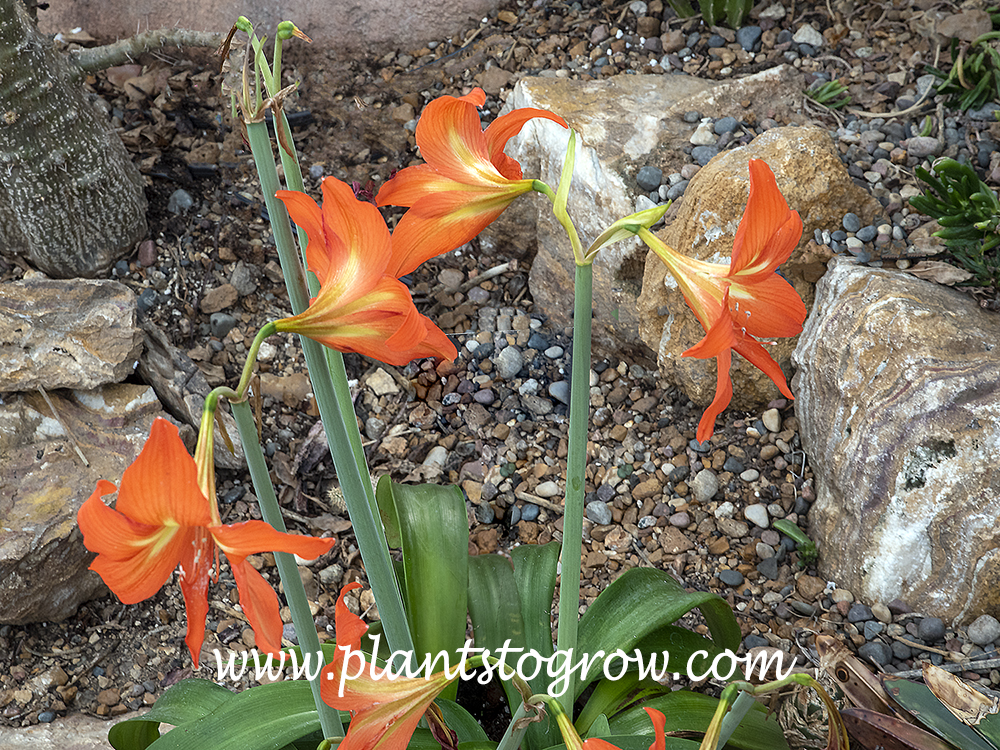 Barbados Lilly (Hippeastrum puniceum)